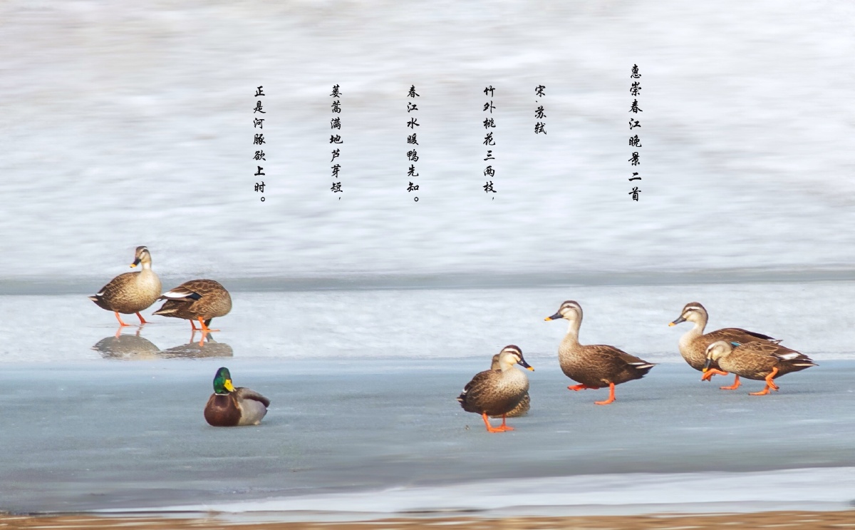 春江水暖鸭先知 - 心灵咖啡756 - 图虫