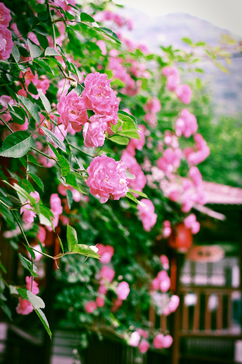 清平乐农家乐的蔷薇墙