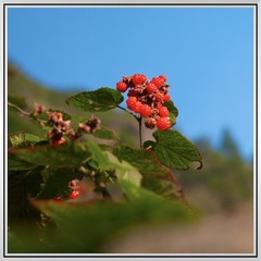 ZMW_3471