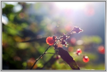 ZMW_3480