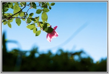 ZMW_3524