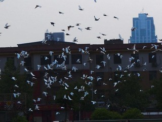 鸽子5.jpg