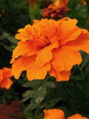 花季5.jpg