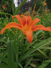 花季6.jpg