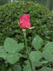 花季7.jpg