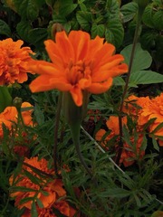 花季13.jpg