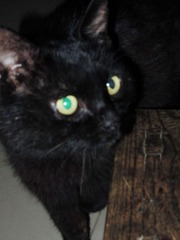 猫咪1.jpg