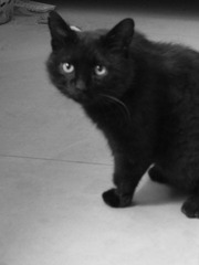 猫咪2.jpg