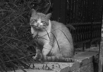 猫 1.jpg