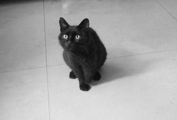 猫咪3.jpg