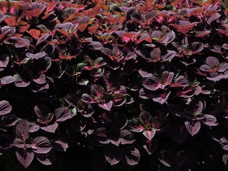 花丛1.jpg