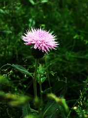 花草1.jpg