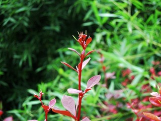 红枝芽5.jpg