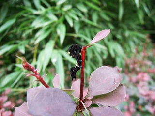 红枝芽7.jpg