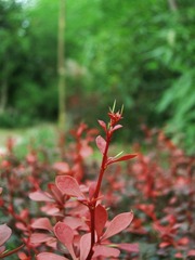红枝芽2.jpg