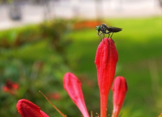 花虫6.jpg