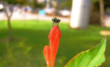 花虫7.jpg