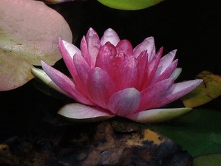莲花1.jpg