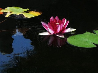 莲花3.jpg