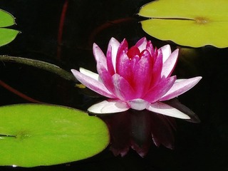 莲花5.jpg