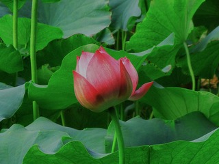 秋荷5.jpg