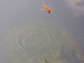 点水3.jpg