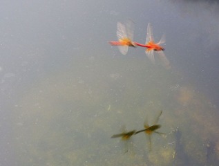 点水4.jpg