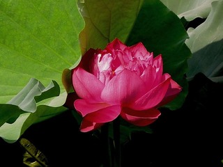 荷花1.jpg