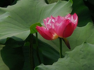 荷花2.jpg