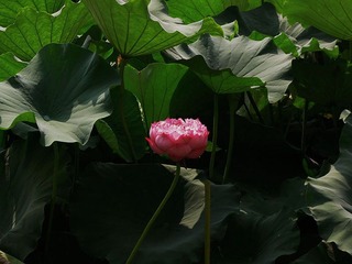 荷花4.jpg