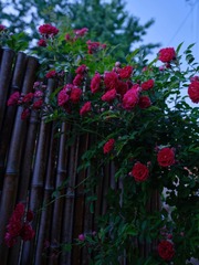 0D4629FF-1876-43F0-8410-5CB555F3D84E/L0/001