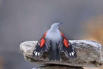 24496