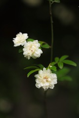 50EC7401-C389-427C-AF07-282865FD81E4/L0/001