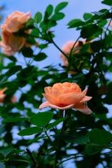0CDE458B-F0E7-454D-962D-C6D36AD0E06D/L0/001
