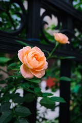 2E05F52F-528F-43C2-A4CD-527FBA3BE441/L0/001