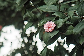 6D236A8F-F285-41B2-8DA8-1AC8C68C1A40/L0/001