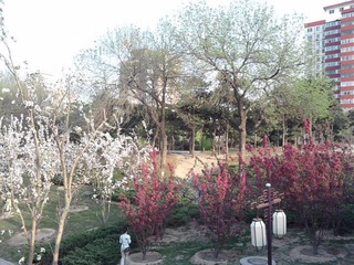 花非花·