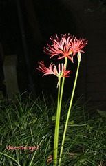 爱情这花、霎时一现