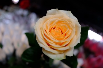 40BFE3C9-8D2E-4160-A19B-6AD759F01BC3/L0/001
