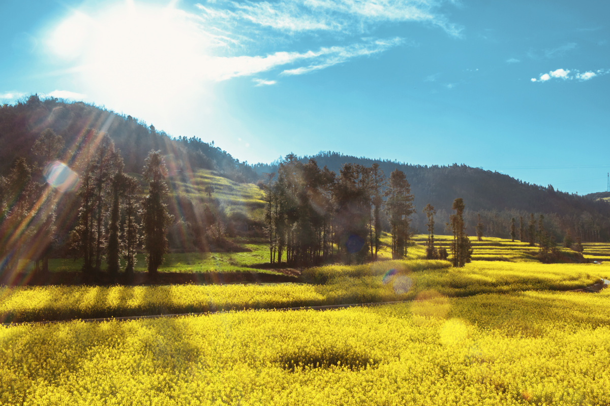 灿烂的阳光, 灿烂的油菜花