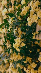 CC129632-6BFC-49DB-A728-F7C5610E5FF7/L0/001