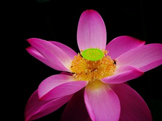 采花-3