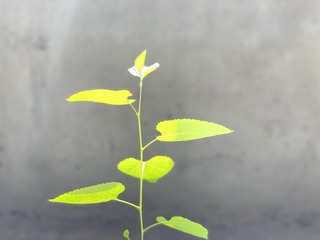 375B979B-D29E-40CD-A10E-853ED3122EBC/L0/001