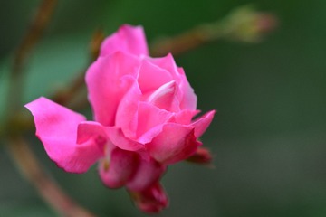 D8H_7647