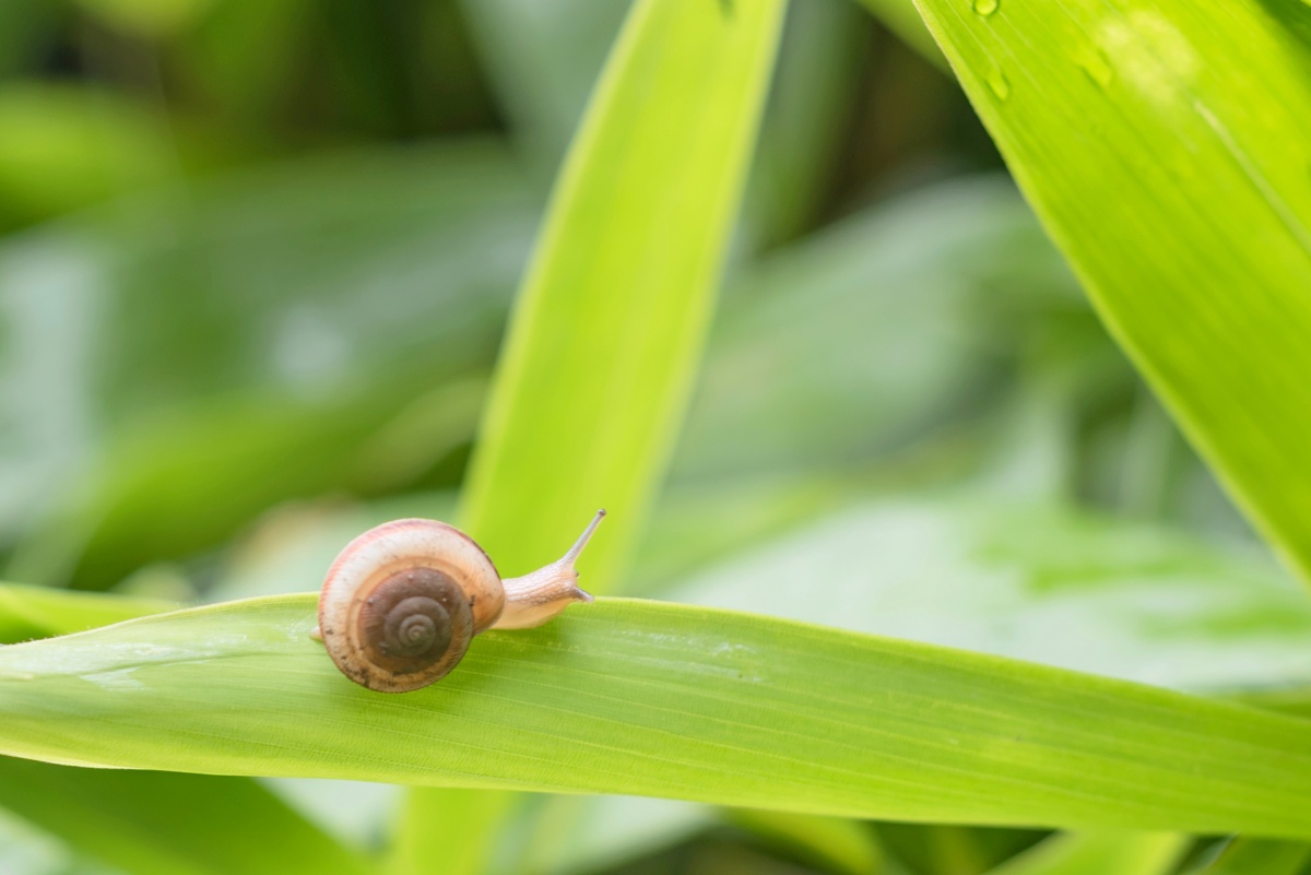 雨后的蜗牛