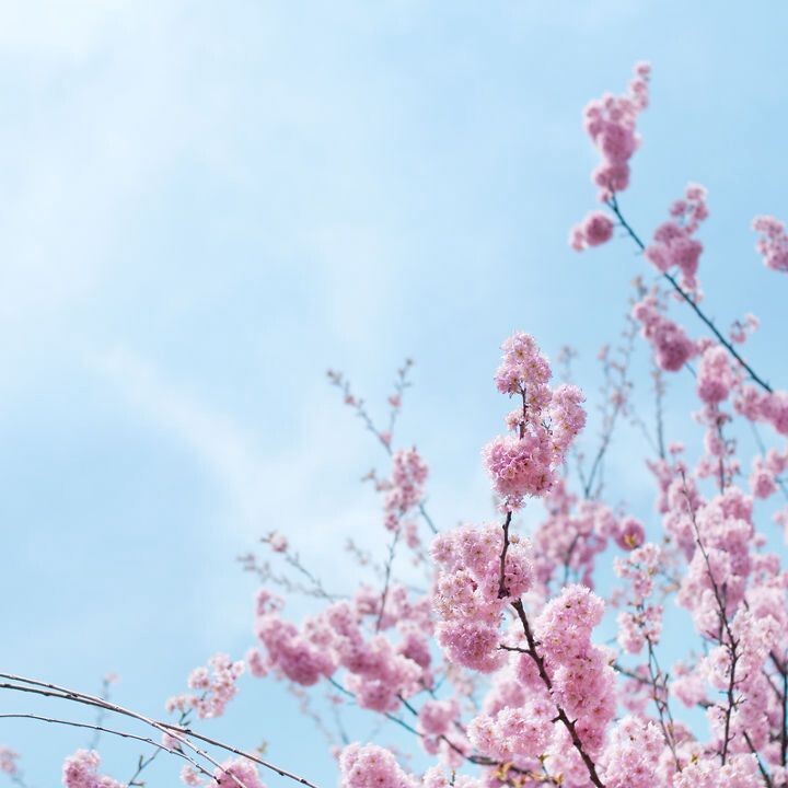 樱花<br />
