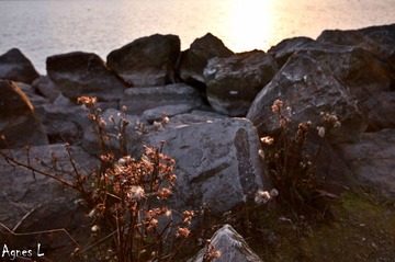 _DSC2000.jpg