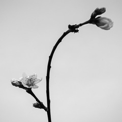 _IGP0428a