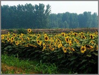 DSCF3177.jpg