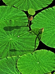DSCF4881c_HZP.jpg